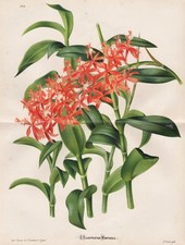 Epidendrum catillus orchidea