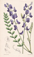 Swainsona Occidentalis