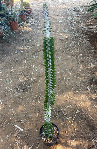 Alluaudia procera pianta - alluaudia,