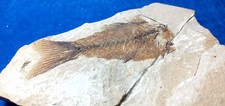 Pesce fossile labride sp. -