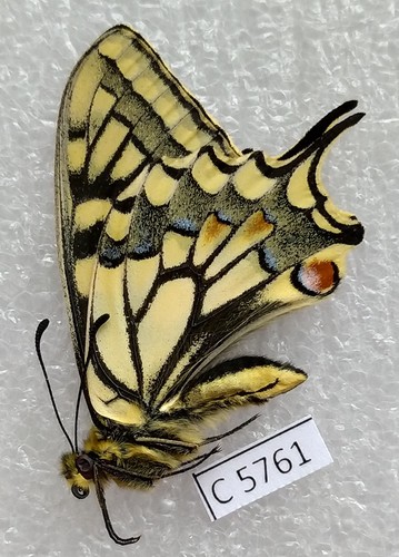 Papilio machaon centralis