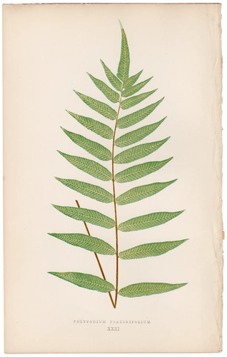 Antica stampa botanica 1872