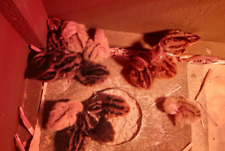 12 uova di QUAGLIA FERTILI