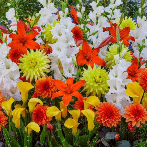 Bulbi fiori misti - bulbi,
