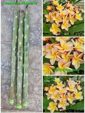 Talea di plumeria (Plumeria
