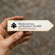 Notocactus schlosseri HU491