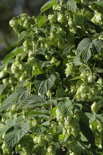 Luppolo bierhopfen 20 seme - luppolo,