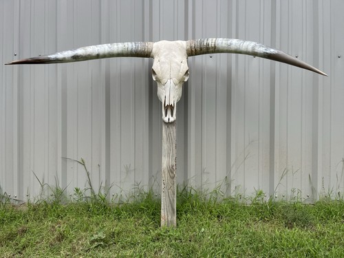 Longhorn teschio sterzo - longhorn,