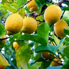 Albero Limone 4 stagioni in