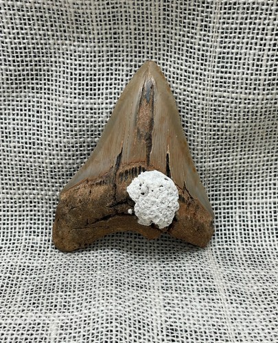 Antico dente squalo - antico,