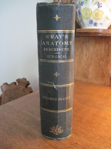 Gray anatomy descriptive and - anatomy,