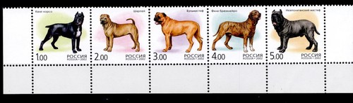 Cane corso shar pei - cane, corso,shar-pei,mastino