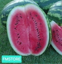 50 SEMI DI ANGURIA CRIMSON