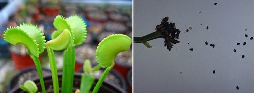 Semi dionaea muscipula - semi,