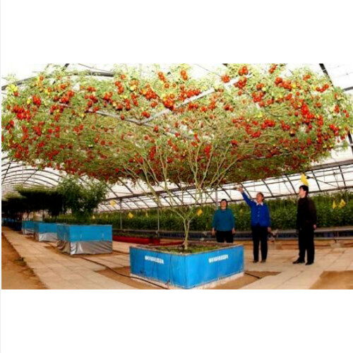 Albero gigante pomodoro - albero,