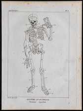 1825 - Scheletro Humain -