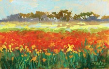 Campo papaveri poppies - campo, di