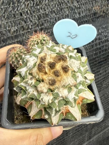 Ariocarpus kotschoubeyanus - ariocarpus,