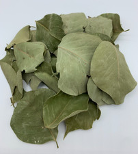 FOGLIE SIDR 20g - Ziziphus