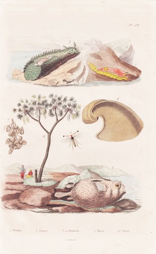 Pesce palla pesci - palla, zoologia