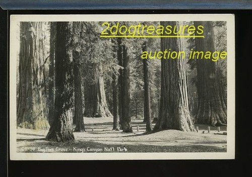 Rppc big tree - tree, kings