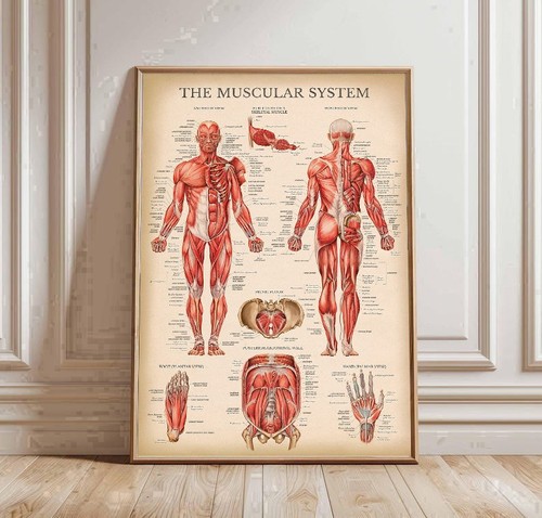 Muscoli del corpo tabella - del,