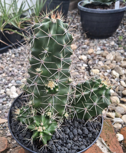 Ecx pezzo unico echinocereus - ecx,