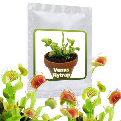 Semi dionaea muscipula - semi,