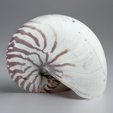 NAUTILUS conchiglia di mare