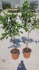 Pianta limone lunario 4 - pianta, di