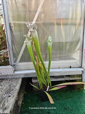 #20 - Sarracenia leucophylla