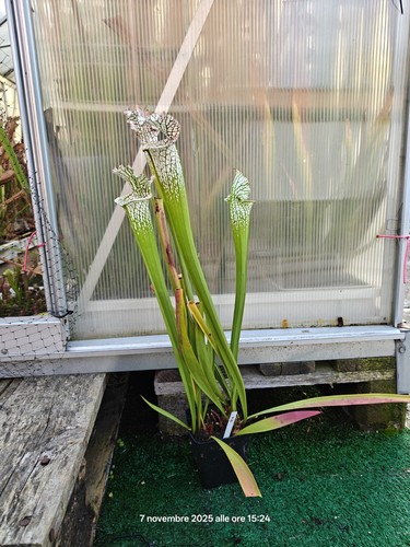 Sarracenia leucophylla - #20,