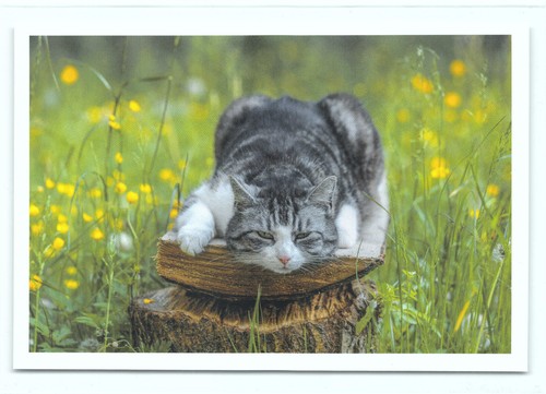 Cartolina postale gatto - postale, 19°