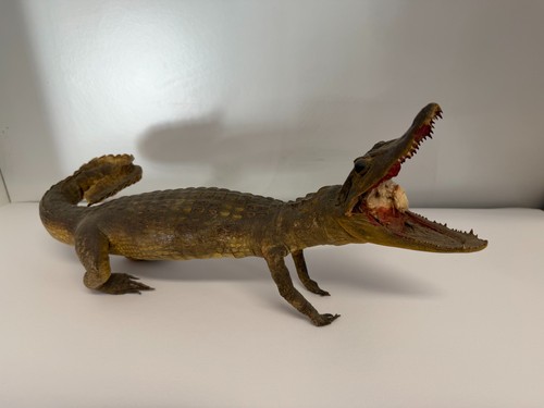 Vintage taxidermy - vintage,