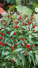 30 SEMI PEPERONCINO TABASCO
