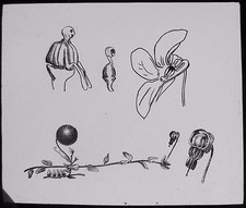Glass Magic Lantern Slide