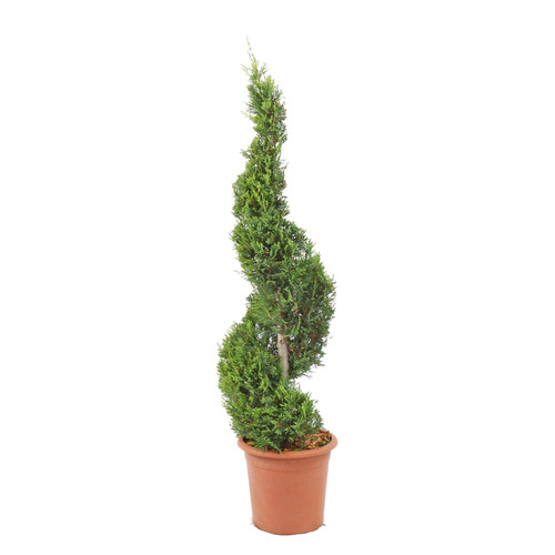 Cupressocyparis leylandii - cupressocyparis,