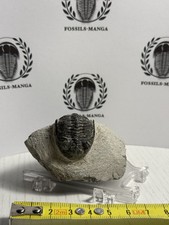 straordinario esemplare