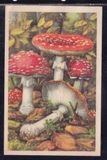 Cartolina Olandese Funghi Agarico di Mosca Rossa KT7