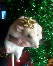 🎄Fiocco ORO🎁 cappello