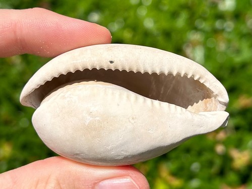 Florida fossil gastropod - florida,