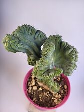 Miyrtillocactus geometrizans crestata - H 16 cm - vaso/pot 13 cm ??