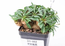 Rare Cacti Plant Euphorbia