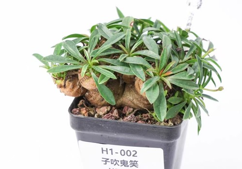 Rare cacti plant euphorbia - cacti,