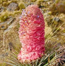 Puya weberiana fiore - puya,