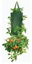 Erbe verticali fiori - erbe,