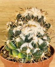 Coryphantha bumamma ,  pot 10