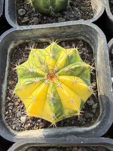 Raro cactus melocactus - raro,