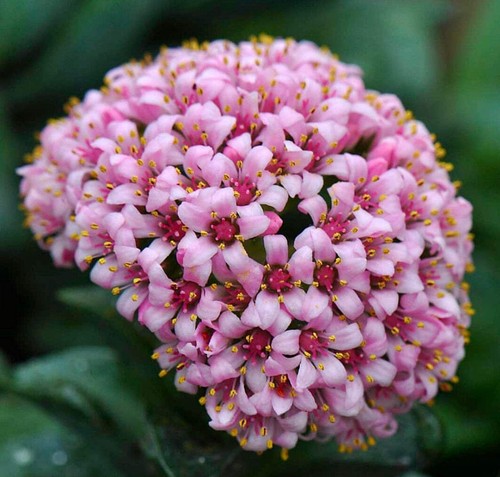 Crassula springtime - crassula, cv