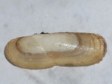 AZORINUS CHAMASOLEN MONSTER